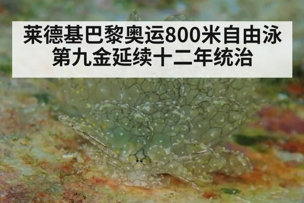 莱德基巴黎奥运800米自由泳第九金延续十二年统治